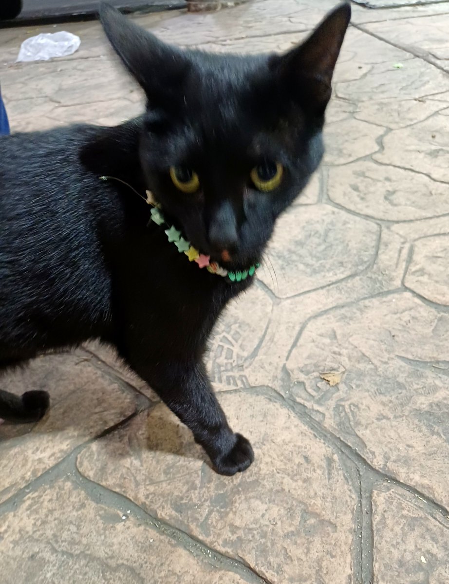 gabydisorder's tweet photo. Dale rt al gato mágico ✨️ https://t.co/PHzdBHlt6b