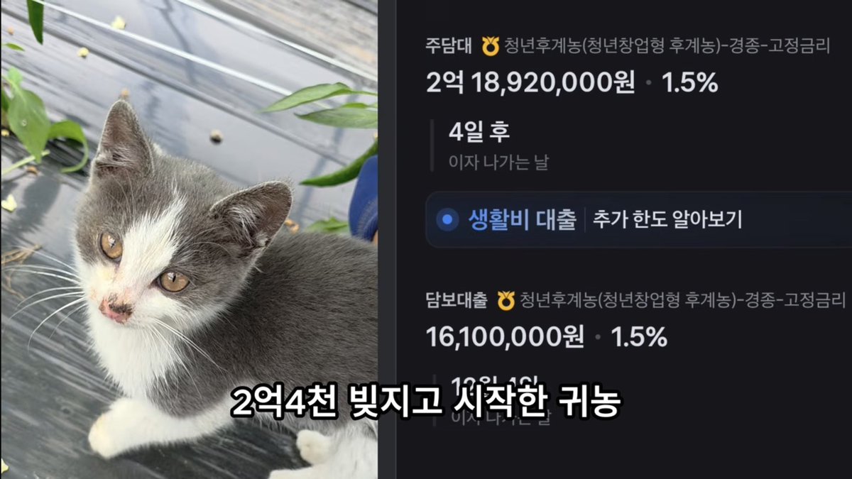 mad_dogdebt's tweet photo. 2억 4천만 원 빚내고 귀농한 첫해 현실 수익.

고추 농사로 매출 약 9,200만 원을 찍었는데, 인건비,난방비,자재비,이자 등을 빼고 남은 돈은 4,200만 원이라고 함.

월로 치면 350만 원 정도.

근데 농장 관리는 거의 혼자 했고, 대출 원금 2억 4천만 원도 앞으로 갚아야 함.

첫해부터 흑자 낸 건 잘한 거 맞음. 

근데 800평 농사를 지어서 매출 9천만 원 넘게 올려도, 자기 노동값까지 포함해 월 350만 원 남는다는 게 귀농의 현실 같기도 하다.

농사는 진짜 낭만만 보고 뛰어들 분야는 아닌 듯.

회사 다니는게 답지다. 여기에 부업.
이게 낫다니까 진짜로..

근데 이자 1.5%은 뭐냐ㄷㄷ 존나 이게
치트키이긴 하네.

(출처:고추농사짓는사람)