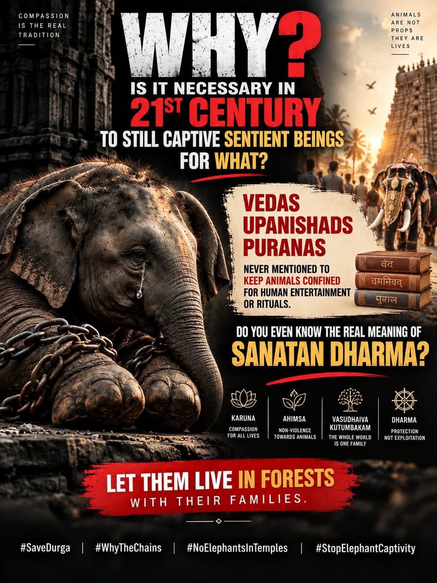 dogeshjantapart's tweet photo. Physical force is not a substitute for humane elephant management.
Independent welfare monitoring must continue after every interstate transfer.
@Ajaydubey9 @LavanyaBallal
#WhyTheChains #NoElephantsInTemples #StopElephantCaptivity https://t.co/IpKqtlMkrR https://t.co/xB4KLEbTHa