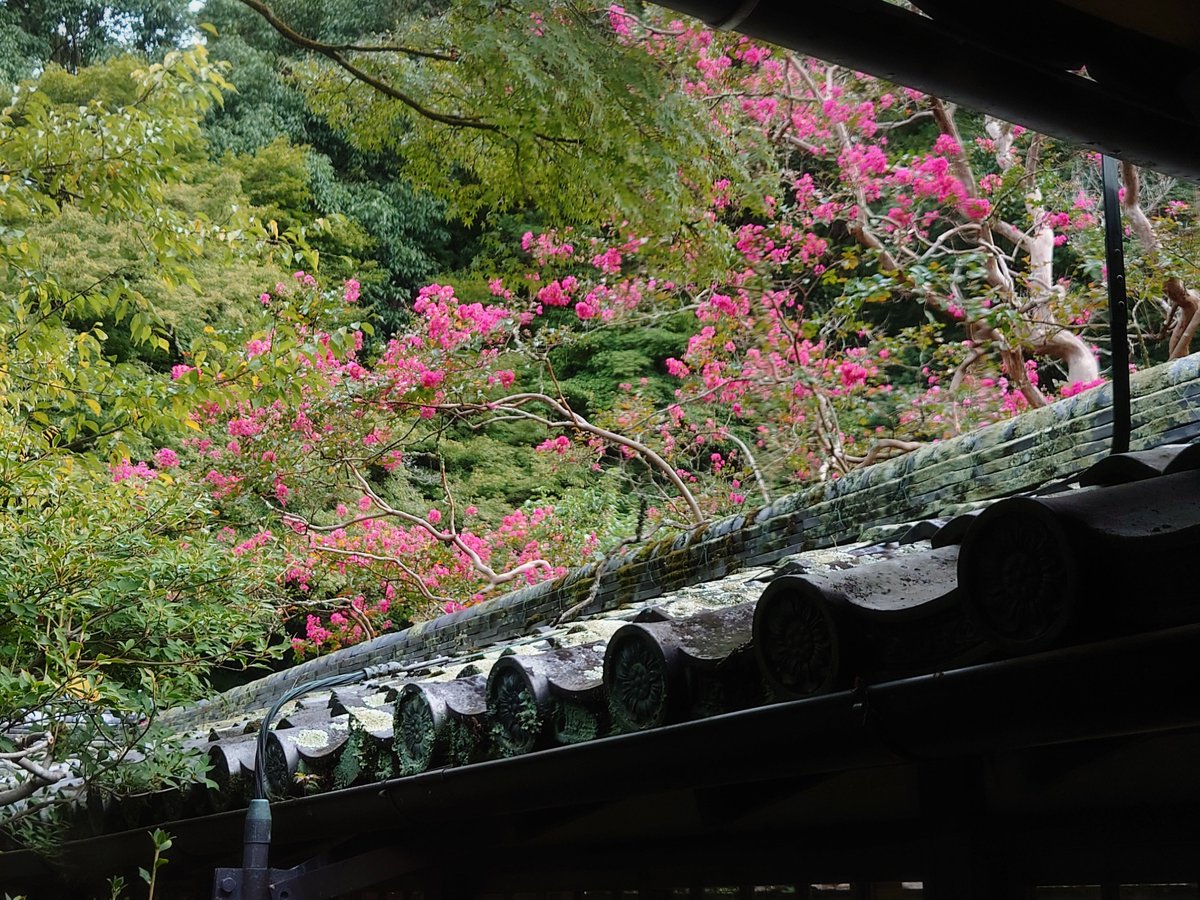 bisyamondo's tweet photo. 2026/09/25  サルスベリがまだまだ咲いています。樹齢270年、漢字で百日紅と書きますように、10月初めまでどこかしらに花をつけて長い間楽しませてくれます。（余談ではありますが、筆者体調不良のため長い間まめに更新出来なかった事をお詫び致します）#毘沙門堂 #京都 #紅葉 #サルスベリ #百日紅 https://t.co/IR32UQHLCx