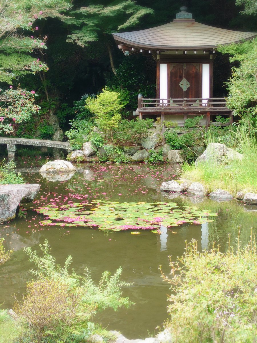 bisyamondo's tweet photo. 2026/09/25  サルスベリがまだまだ咲いています。樹齢270年、漢字で百日紅と書きますように、10月初めまでどこかしらに花をつけて長い間楽しませてくれます。（余談ではありますが、筆者体調不良のため長い間まめに更新出来なかった事をお詫び致します）#毘沙門堂 #京都 #紅葉 #サルスベリ #百日紅 https://t.co/IR32UQHLCx