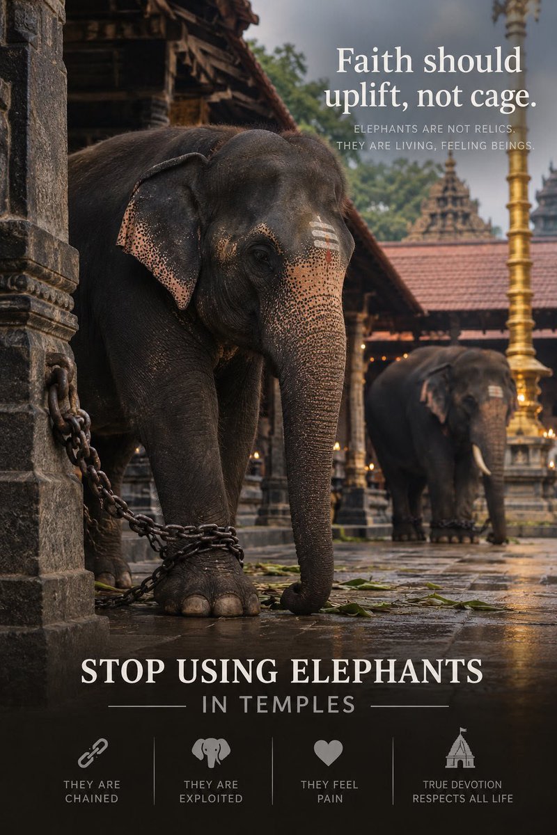 dogeshjantapart's tweet photo. Let us re-examine practices that may cause distress to elephants.
Compassion should be at the heart of every cultural tradition.
@trishtrashers @VishalKOfficial
#WhyTheChains #NoElephantsInTemples #StopElephantCaptivity https://t.co/mjw2PVIWqo