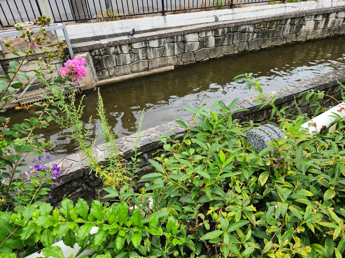 nobushigesanad2's tweet photo. おはようございます
今日もよろしくお願いします
近所を少し歩いて、公園では虫の鳴き声が聞こえて、途中では皆さんで向かわれていました
昨日は、出られる前にお話ししてくださって楽しくしていただけてありがたかったです https://t.co/44OWusoVKq