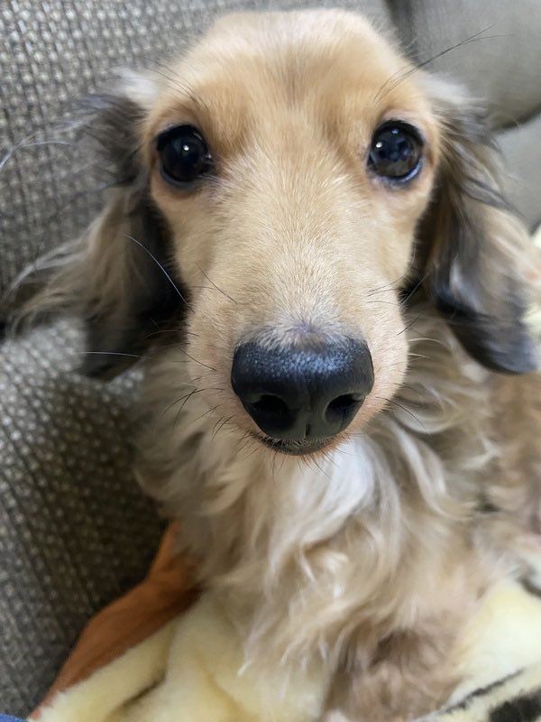 satoya_boshu's tweet photo. ダックス姉妹
推定10歳0ヶ月
♀ 千葉県

シルバーダップル10歳メス体重2.4kg
レッド10歳メス体重2.5kg

ミニチュアダックスの姉妹です。
飼い主が病気のためお世話する事が困難になり、里親さまを募集します。
姉妹でお迎えいただける方へお願いしたいと思っております。 https://t.co/cKL8Yqi87Q