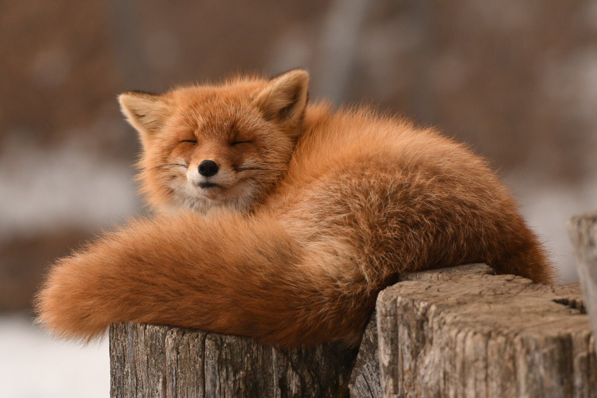 Foxssil_1005's tweet photo. 【A：殿堂入りおきつね】
    しっぽを見せつけてくるふぉっくす
 
    #北きつね牧場 
    #キタキツネ
    #きつね https://t.co/94ns3T4N4B