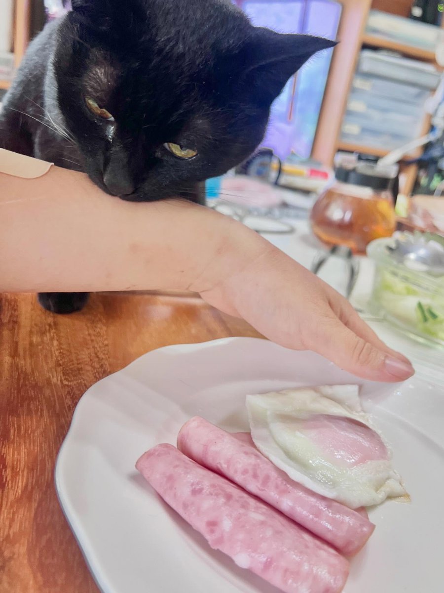 sofiaclarkf8pz9's tweet photo. Perhaps realizing he wouldn’t get any, he began biting my arm with a resentful look. What a carnivore… https://t.co/rvquGLkH1e