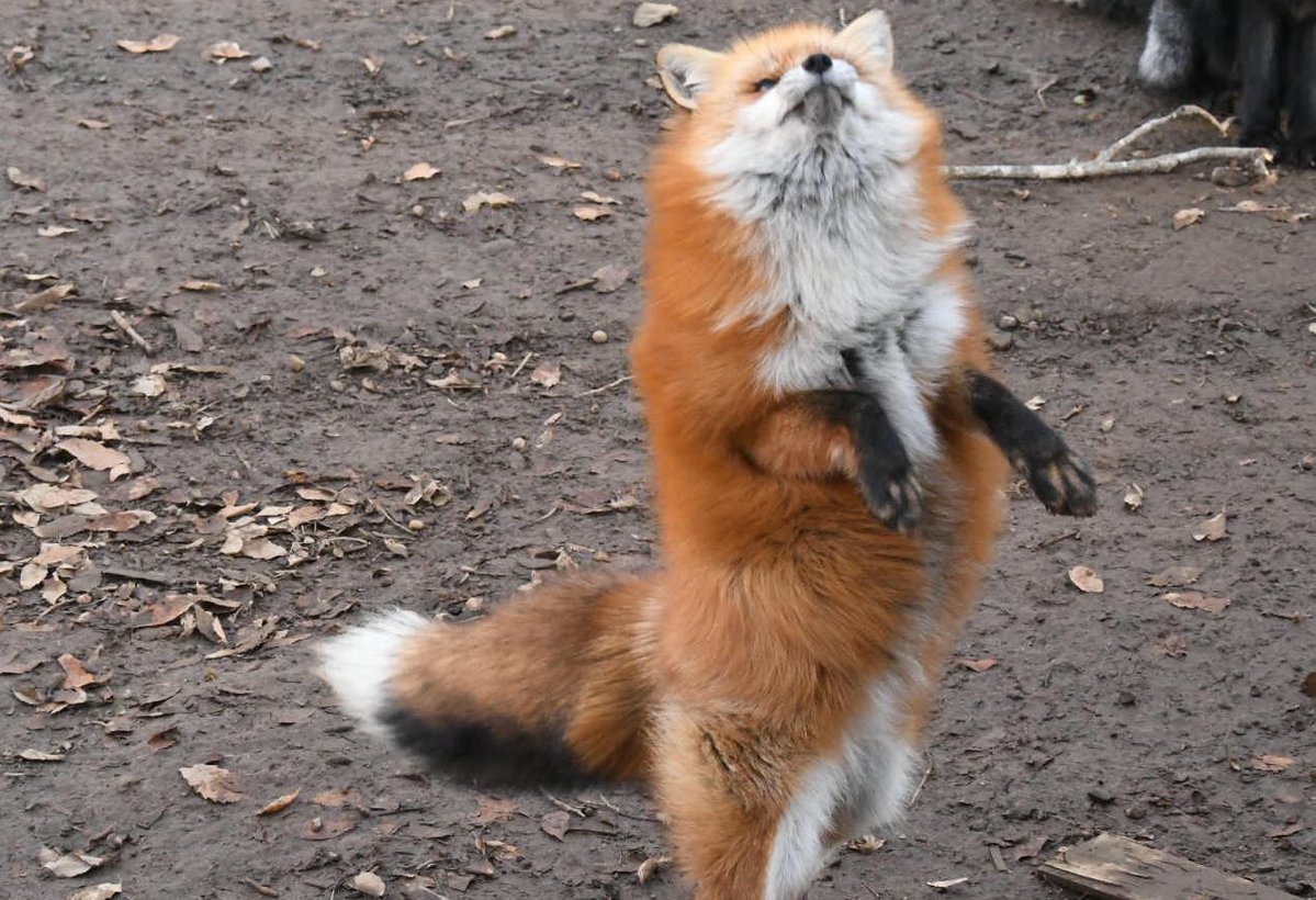 Foxssil_1005's tweet photo. 【A：殿堂入りおきつね】
    ご飯が欲しくてキョンシー化するキタキツネちゃん。
 
    #キツネ
    #キタキツネ
    #蔵王キツネ村 
    #キツネ村 https://t.co/LiVjOf6jgM