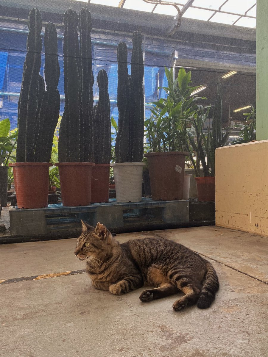 mi2_1976's tweet photo. 今日の猫 https://t.co/3eGl5WYlnY