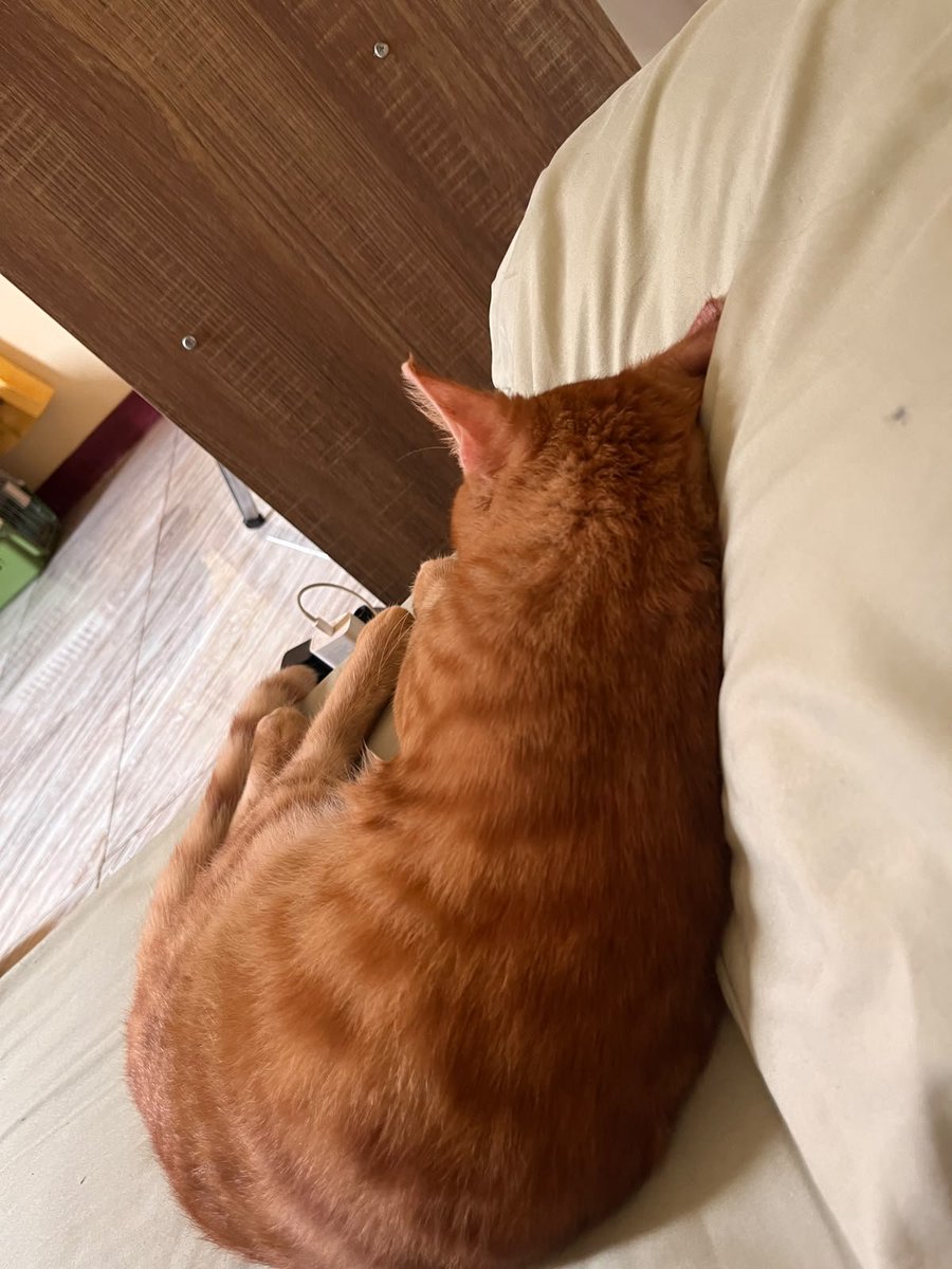usagipinjol's tweet photo. Dia tau fungsi bantal gak kuat gw https://t.co/Z9RxYIZxMz