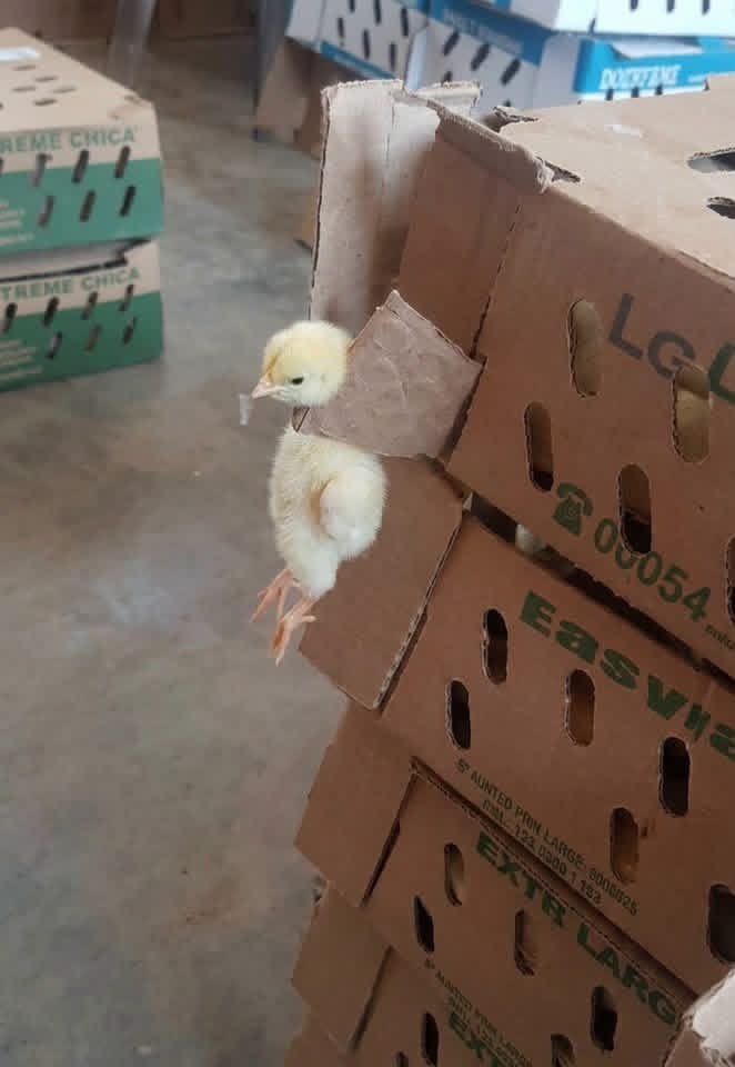 LucaVaran's tweet photo. Tu te lances dans l’élevage aussi, le poussin se suicide https://t.co/nk3KGLQEFP