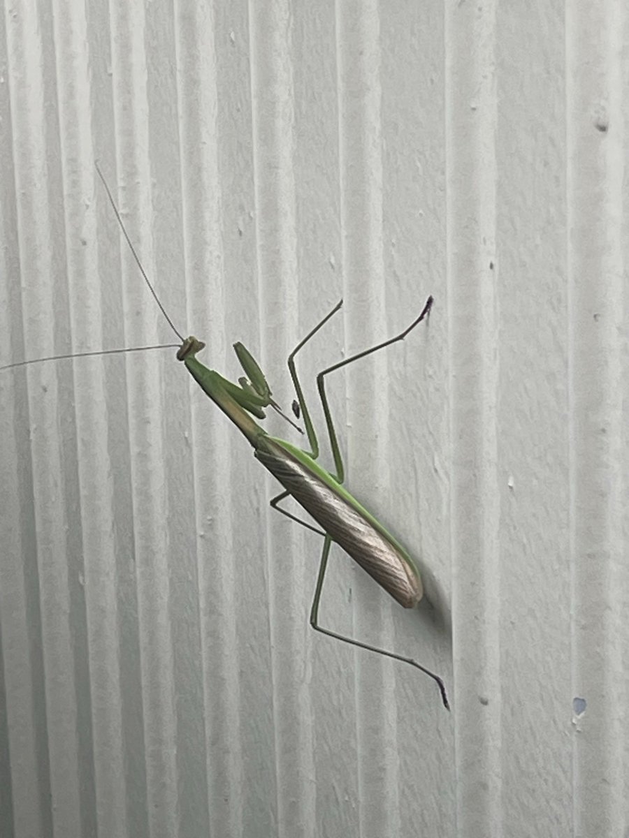 Kirakuboh's tweet photo. Part 98
Healing Time
Golden Autumn Mantis
Equinox Red Lily
Tree Frog in Autumn
Frog family Kirakuboh Tenshin Collection
癒しの時
金色（こんじき）蟷螂
彼岸花
秋の雨蛙
雨蛙一家 気楽坊天心コレクション https://t.co/Gt3Qo9a2JN