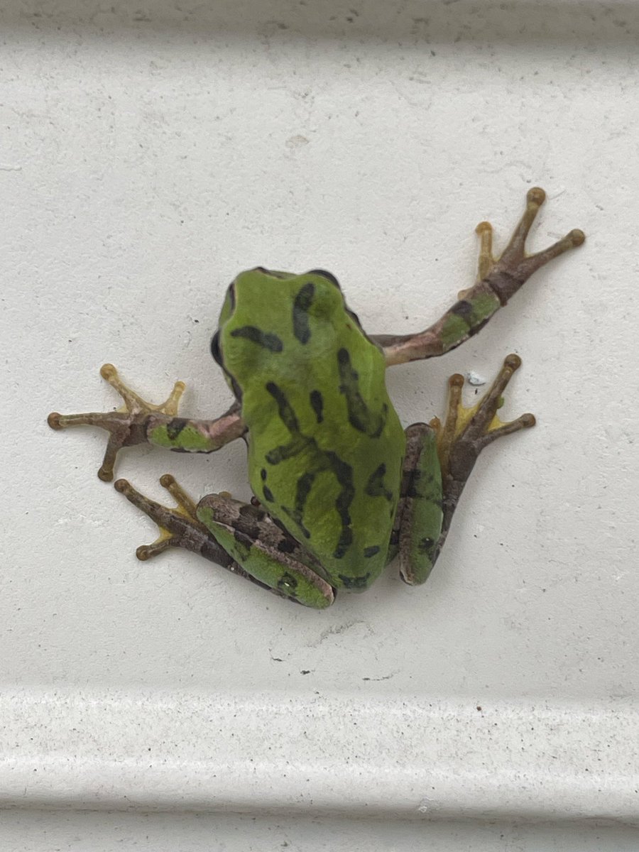 Kirakuboh's tweet photo. Part 98
Healing Time
Golden Autumn Mantis
Equinox Red Lily
Tree Frog in Autumn
Frog family Kirakuboh Tenshin Collection
癒しの時
金色（こんじき）蟷螂
彼岸花
秋の雨蛙
雨蛙一家 気楽坊天心コレクション https://t.co/Gt3Qo9a2JN