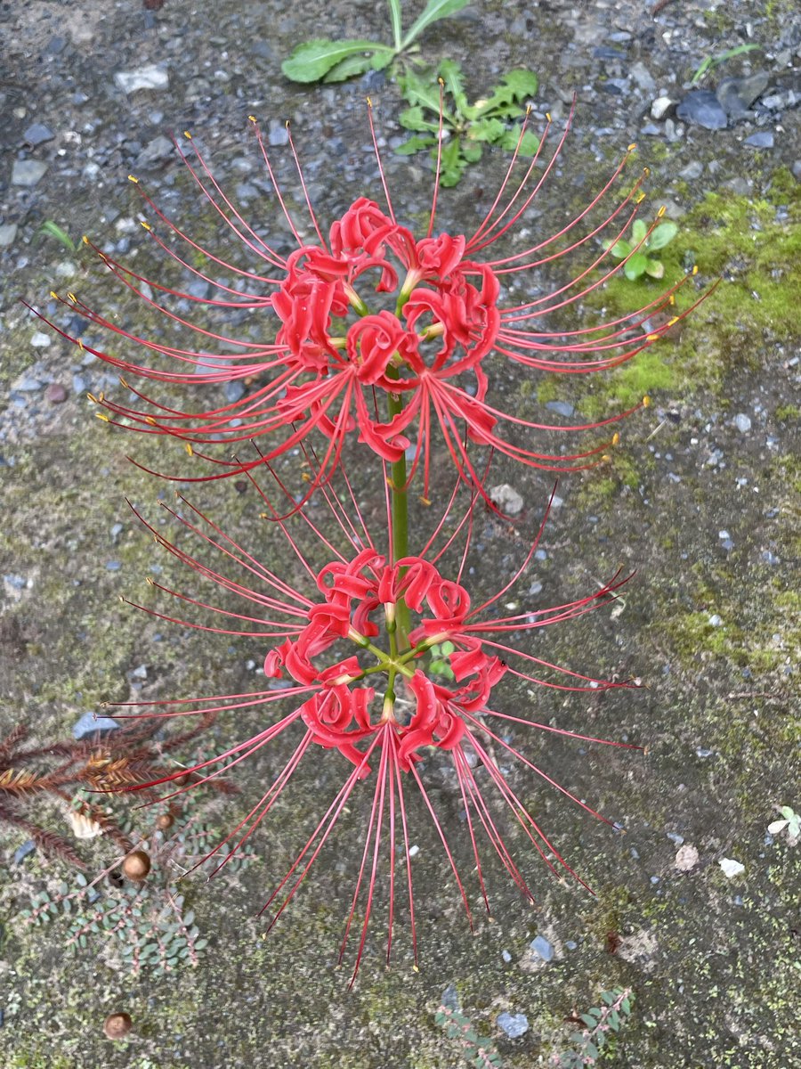 Kirakuboh's tweet photo. Part 98
Healing Time
Golden Autumn Mantis
Equinox Red Lily
Tree Frog in Autumn
Frog family Kirakuboh Tenshin Collection
癒しの時
金色（こんじき）蟷螂
彼岸花
秋の雨蛙
雨蛙一家 気楽坊天心コレクション https://t.co/Gt3Qo9a2JN