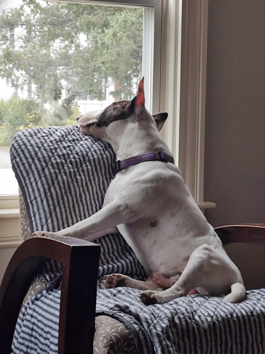 rexthetvterrier's tweet photo. My paw was still a little swollen today, but half as much as yesterday, so Mom says we don't need the vet.  I have to rest it.  No walks until it's 100%.
But it's going to be stormy anyway, so it's not too bad
#Spike #Friday #booboo #Dogs https://t.co/OK1a6g74EV