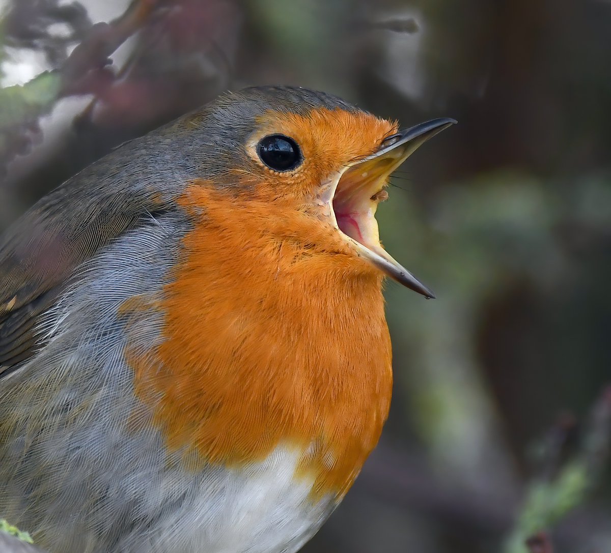 CarlBovisNature's tweet photo. Robin belting out its song! 😍😊🐦 https://t.co/Z4KEd8BGjk