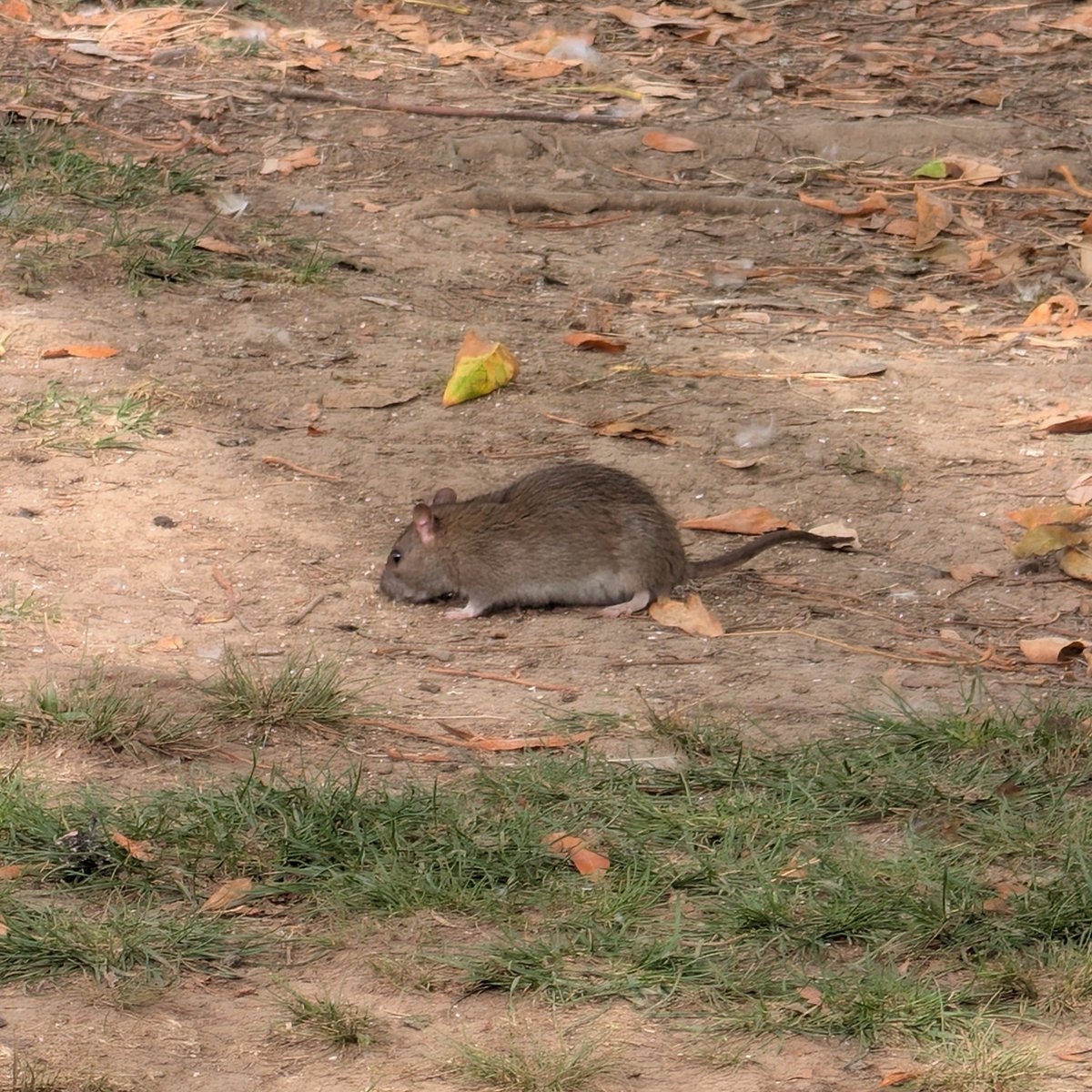 SentientBiLight's tweet photo. There's a goddamn rat in the park https://t.co/ybCLcUdDWc