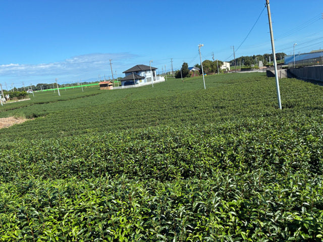 kanoko256's tweet photo. ふじのくに　茶の都ミュージアム
世界のお茶歴史展示、煎茶、抹茶、小堀遠州の茶室、お庭巡りと様々な学び、体験ができます。雲に隠れた富士山　広がる牧之原台地 https://t.co/WXWRjBCzCe