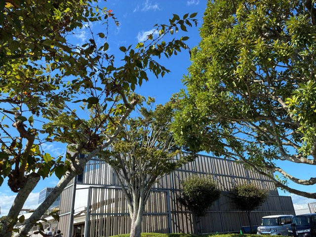 kanoko256's tweet photo. ふじのくに　茶の都ミュージアム
世界のお茶歴史展示、煎茶、抹茶、小堀遠州の茶室、お庭巡りと様々な学び、体験ができます。雲に隠れた富士山　広がる牧之原台地 https://t.co/WXWRjBCzCe