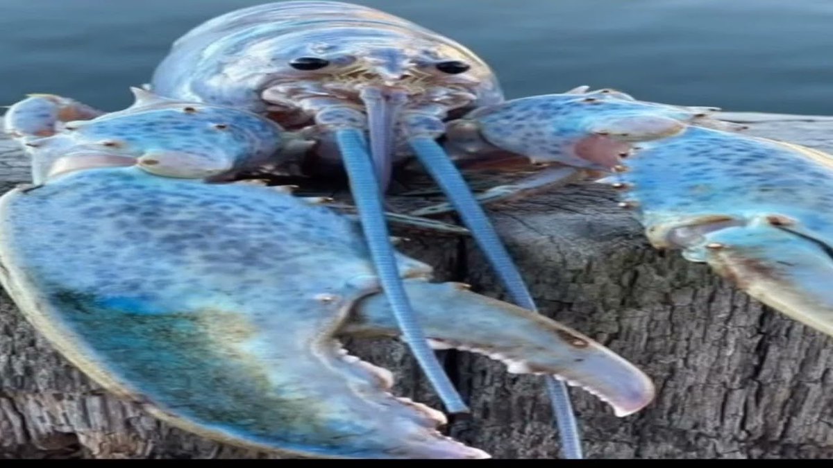 JordanHangs67's tweet photo. You just got blue lobstered https://t.co/aLizQt5pEh