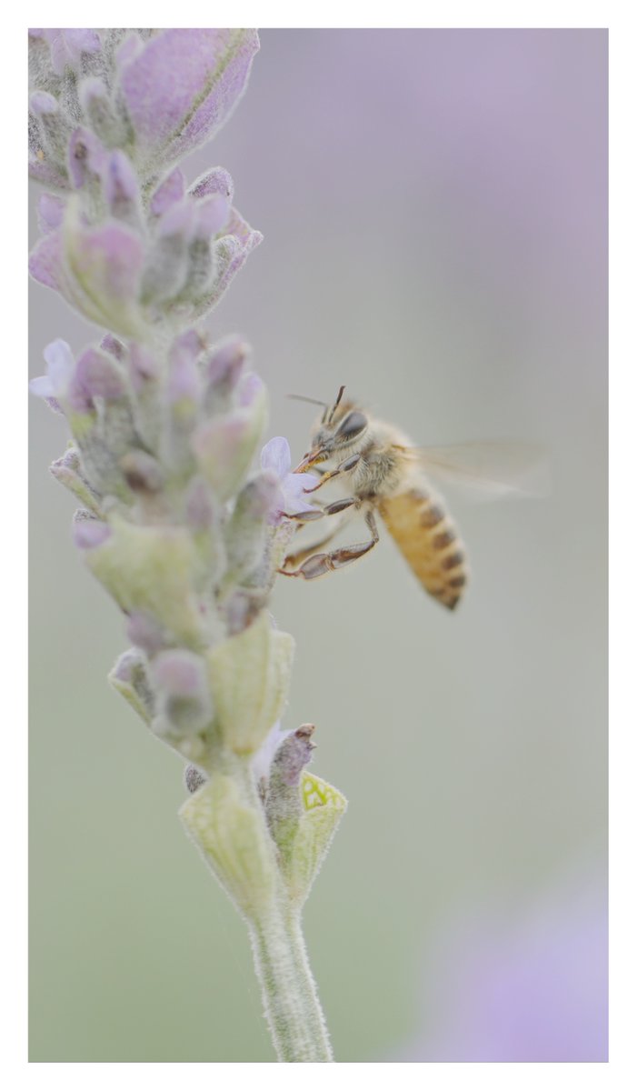 JaninaArmjrbl's tweet photo. En el jardín, el zumbido de abejas ahuyenta la fatiga y tranquiliza el corazón. https://t.co/2UHQsRp4F0