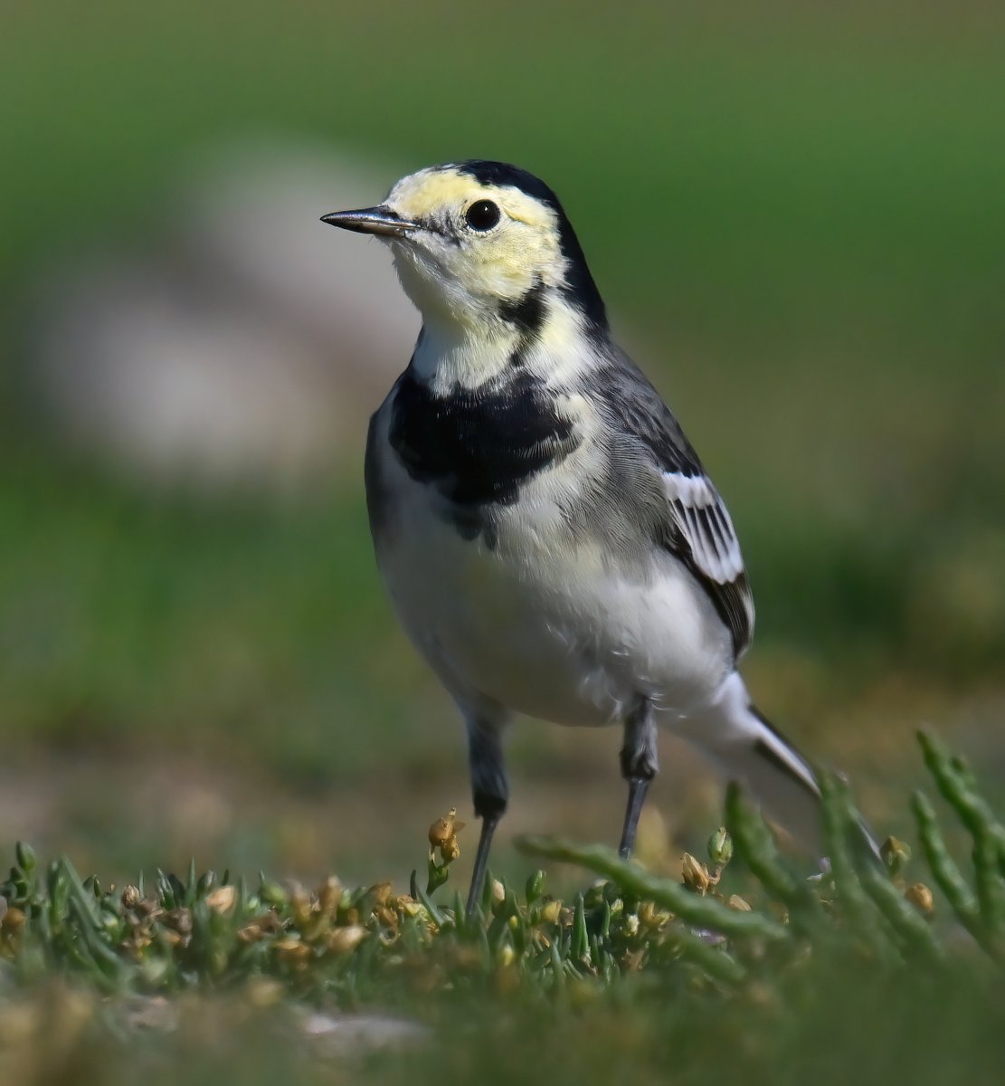 CarlBovisNature's tweet photo. Handsome Pied Wagtail. 😍
 Taken last weekend at the Huntspill seawall in Somerset. 😊🐦 https://t.co/CHEm2Jk2SH