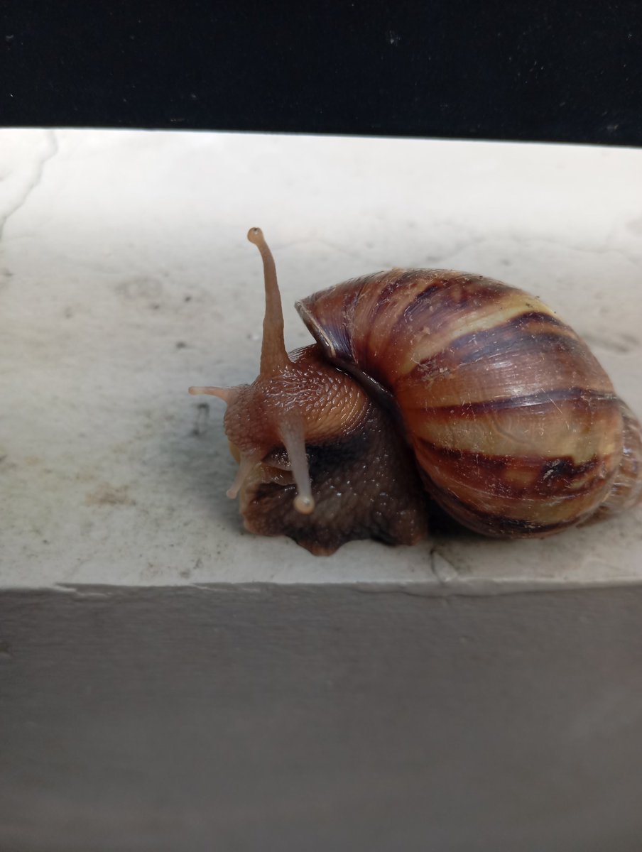 cherryglitterz's tweet photo. this snail literally posed for my photo :3 https://t.co/25I88yazw4