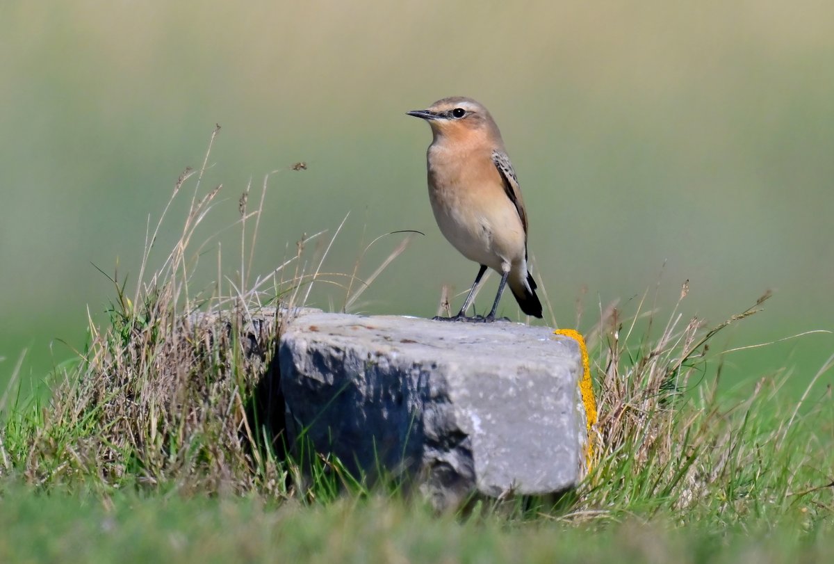 CarlBovisNature's tweet photo. Wheatear on a stone! 😀
 I love this composition.... I was laying on my belly so I could get the out of focus green and buff background. 😍 Hope you like it too!
 Taken last weekend at the Huntspill seawall in Somerset. 🐦😊 https://t.co/yLkY3gw5zU