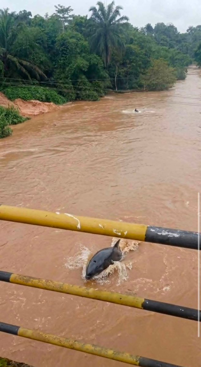 Kezmag_'s tweet photo. Dolphins spotted at Onu imo river today 😮 https://t.co/MdIRvydjk8