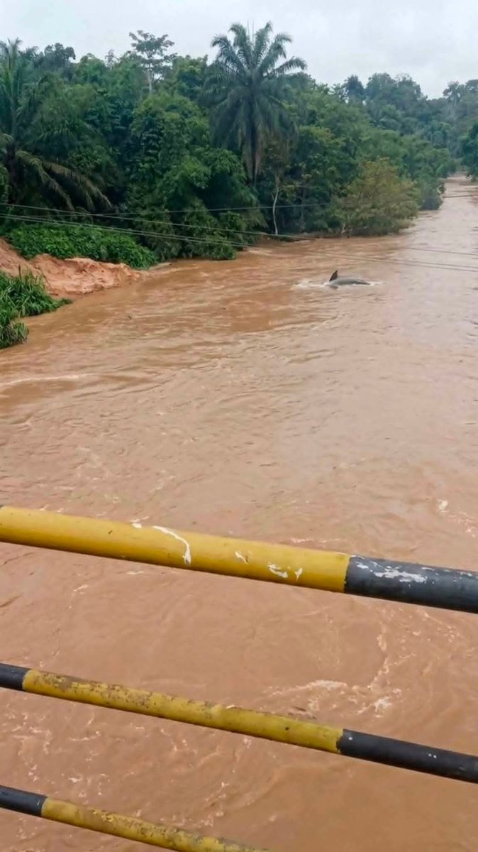 Kezmag_'s tweet photo. Dolphins spotted at Onu imo river today 😮 https://t.co/MdIRvydjk8