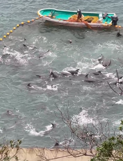 minpintoo's tweet photo. #TaijiCoveJAPAN🔴: A close-up view of the chaos in the Cove, with the #SelectionProcess of the #Bottlenose #Dolphins, now progressed to the 2nd group for inspection, whilst no #Captives have yet been taken.... The panic of these poor souls palpable 🐬🐬💔https://t.co/Hcfdsrmj3t https://t.co/1QmMtpPvzO