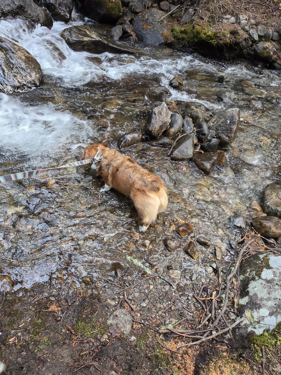 AaronCphotog's tweet photo. Corgi's in nature https://t.co/IIkr6xBwcb