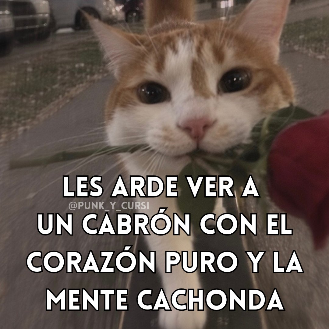 punk_y_cursi's tweet photo. 🌹🌹🌹🌹 https://t.co/zkshCXHs0z