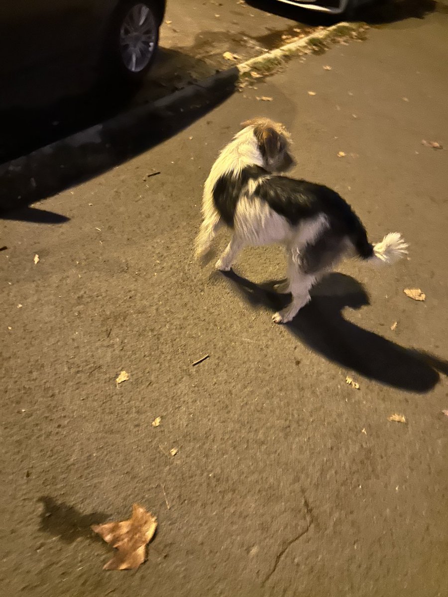 flyelenaa2's tweet photo. Alo Zemun Tvitersi, izgubljen. Javite ako naletite na ovu lepotinju! Traži se! https://t.co/EdL6iMmdp9