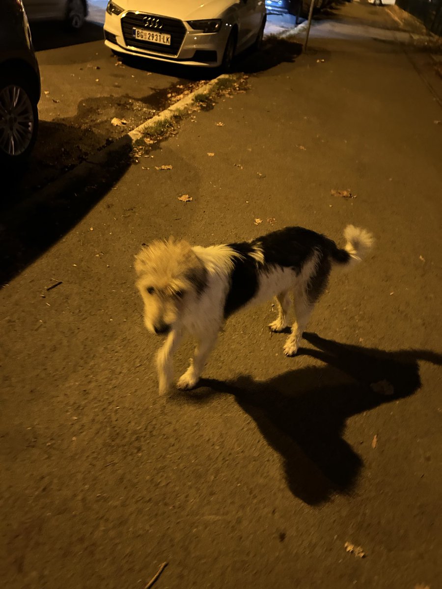 flyelenaa2's tweet photo. Alo Zemun Tvitersi, izgubljen. Javite ako naletite na ovu lepotinju! Traži se! https://t.co/EdL6iMmdp9