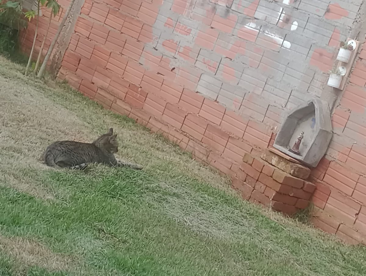 RMBERTHLAUGH's tweet photo. e a minha gata catarina q é devota de são franscisco de assis https://t.co/TJtdSswQdC