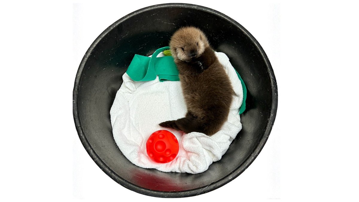 ika_seaotters's tweet photo. 可愛いすぎるね https://t.co/QXEfV81xX5