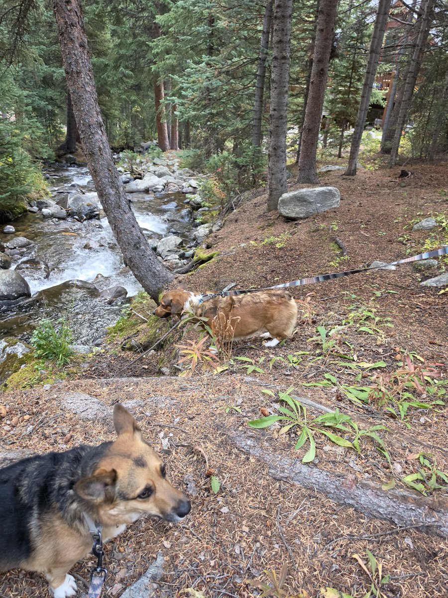 AaronCphotog's tweet photo. Corgi's in nature https://t.co/IIkr6xBwcb