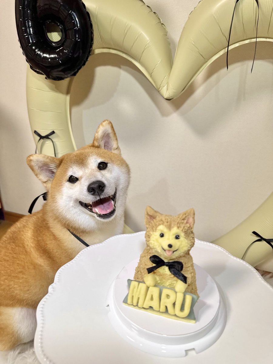 _rikokoro_'s tweet photo. #柴犬まる #かわいい #Shibainu #癒し #HappyBirthday

9月２５日
まるが6歳になりました㊗️

いつも天然柴で我が家の癒し担当！
今まで以上に
家族みんなで愛していきまーす🥰

そっくりケーキで笑顔の子🎂 https://t.co/scyeN0Fss6