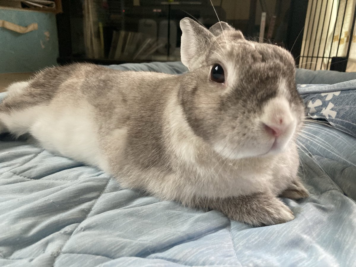 sekine460's tweet photo. おはようございます🐰
今日は曇りから雨になる予報
まだ気温が高いので湿度が上がるとジメジメ
クーラー必須
＃ウサギ
＃うさぎ
＃雨予報 https://t.co/NGWmNA9QHa