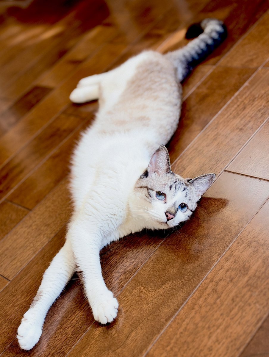 piennekomint's tweet photo. うつくしねこ https://t.co/ewJveDeOKc