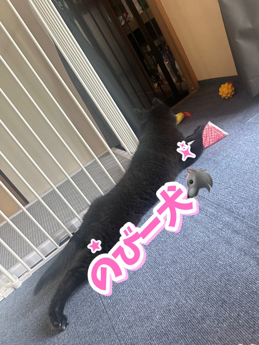 Fernetotrock's tweet photo. 奥さんがYouTubeを見てジャンボの食べているエルアミーゴのピラフが食べたい🤤 と無理めの注文  ★サガリステーキ ★ピラフ ★きゅうりとオクラと茗荷のタタキ ★チキンチーズポテト  ボールを追いかけて何故か後ろ足を伸ばして、ただの伸びになってるアーテル君を添えて #おうちごはん https://t.co/3Q1K0z4yHo