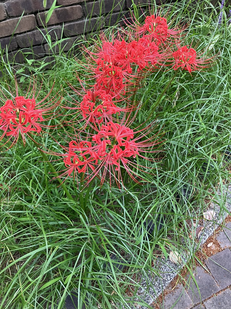 Aito_1252's tweet photo. おはあい〜！
朝から彼岸花を見つけて
ニコニコしてる人です！！
彼岸花って赤くて綺麗なんだよ〜
彼岸花を見かけると、
季節が秋なんだっていつも感じてる！
（まぁ、気温はさておき…。）
みんなが秋って感じるものって何かある？
よければ、教えてね！！
ゆるふぁい！！

↓今日、撮った彼岸花 https://t.co/a8fsorsoJQ