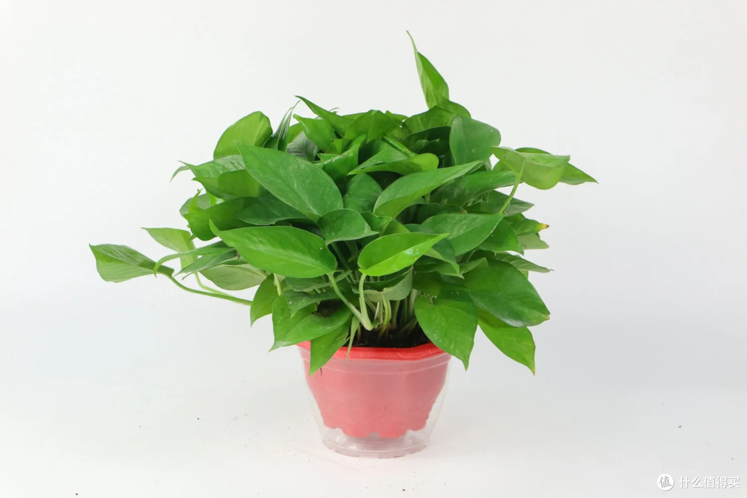 LilianRury8ec's tweet photo. Pro tip for your pothos: let the top 2 inches of soil dry out between waterings! It thrives in bright indirect light, so keep it near a window but out of direct sun. Happy growing! https://t.co/bOBHJke07t