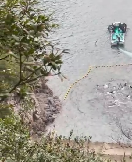 minpintoo's tweet photo. #TaijiCoveJAPAN🔴: Here the first 2 #Captives taken out of the pod of #BottlenoseDolphins, on the skiff, one on either side, on their way to the horrible seapens, never to see their family again. Absolutely heartbreaking for these poor sentient souls 🐬🐬💔https://t.co/HcfdsrmQT1 https://t.co/m6UyeNBviT