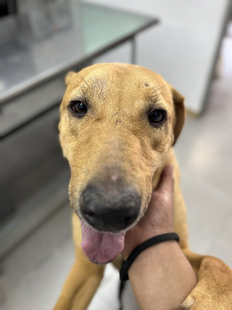 HELA_MORE's tweet photo. Enojarse con la “familia” que abandonó,golpeó a Cerecita y además la dejó en el antirrábico: ❌

Enojarse conmigo porque no pude rescatarla de inmediato, aunque ya tengo más de 100 perritos bajo mi responsabilidad y un montón de deudas: ☑️

A veces parece que el problema no es el abandono, sino que alguien no pueda solucionar inmediatamente las consecuencias del abandono de otros.