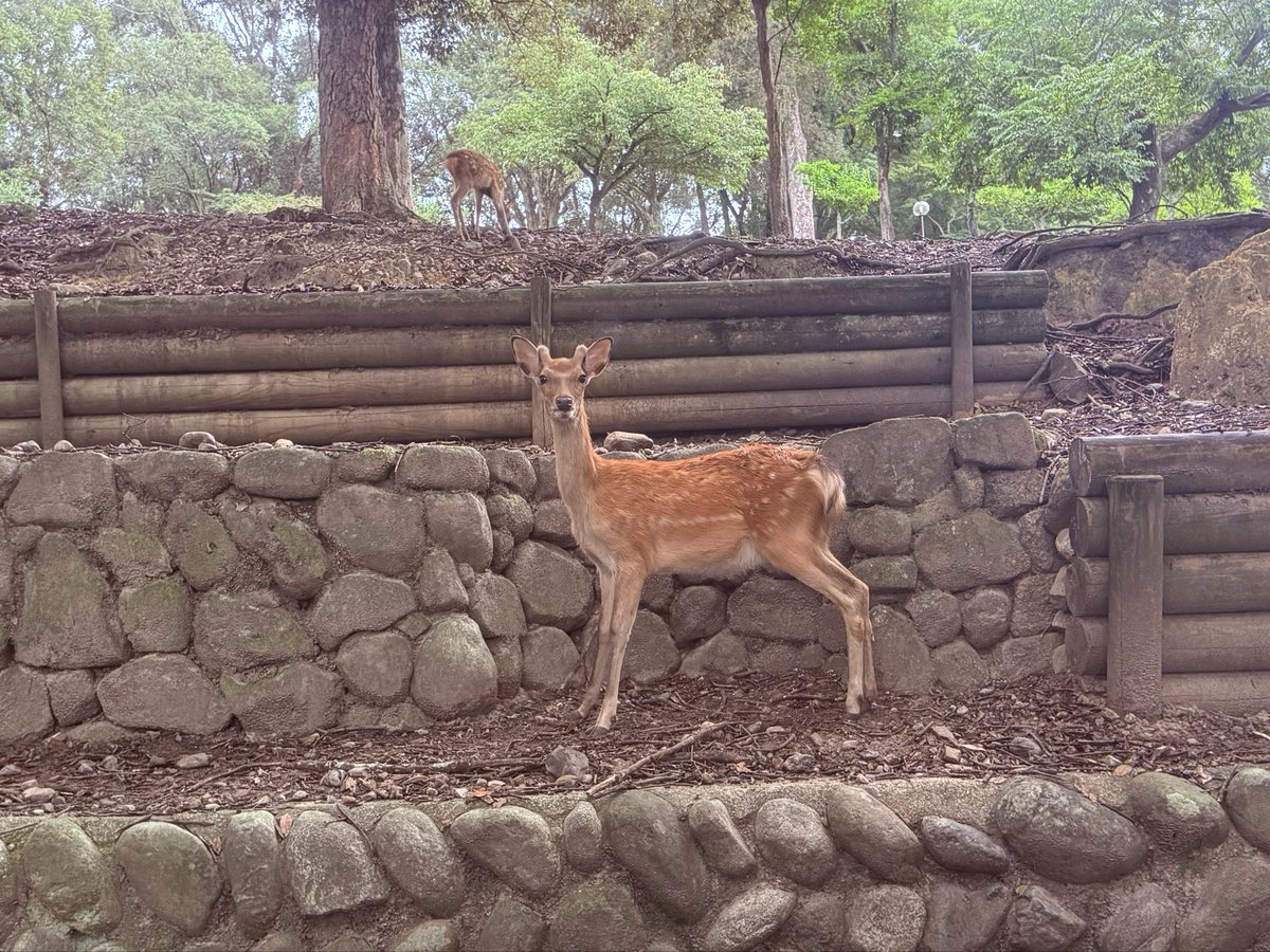 NknsMtyk's tweet photo. 🦌☁️☔️おはようございます☔️☁️🦌👍👌😃
今日は曇り空でもうすぐに雨☔降って来ます今日は一日雨☔です
今日も元気で頑張りましょう♪👍💪👌🦌😃 https://t.co/F9do2Dx9AO