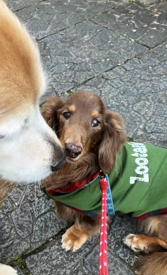 3匹のダックス🌈虹組さん✨🐶🐶🐶 on X: 