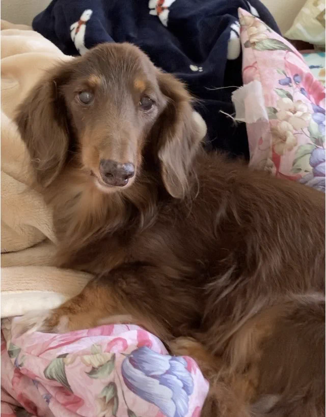 3匹のダックス🌈虹組さん✨🐶🐶🐶 on X: 
