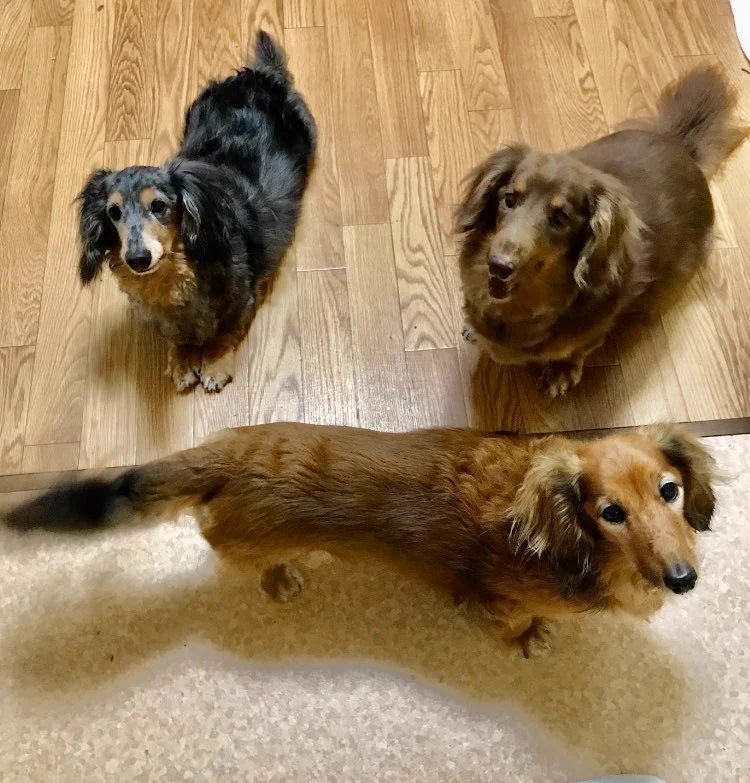 3匹のダックス🌈虹組さん✨🐶🐶🐶 on X: 