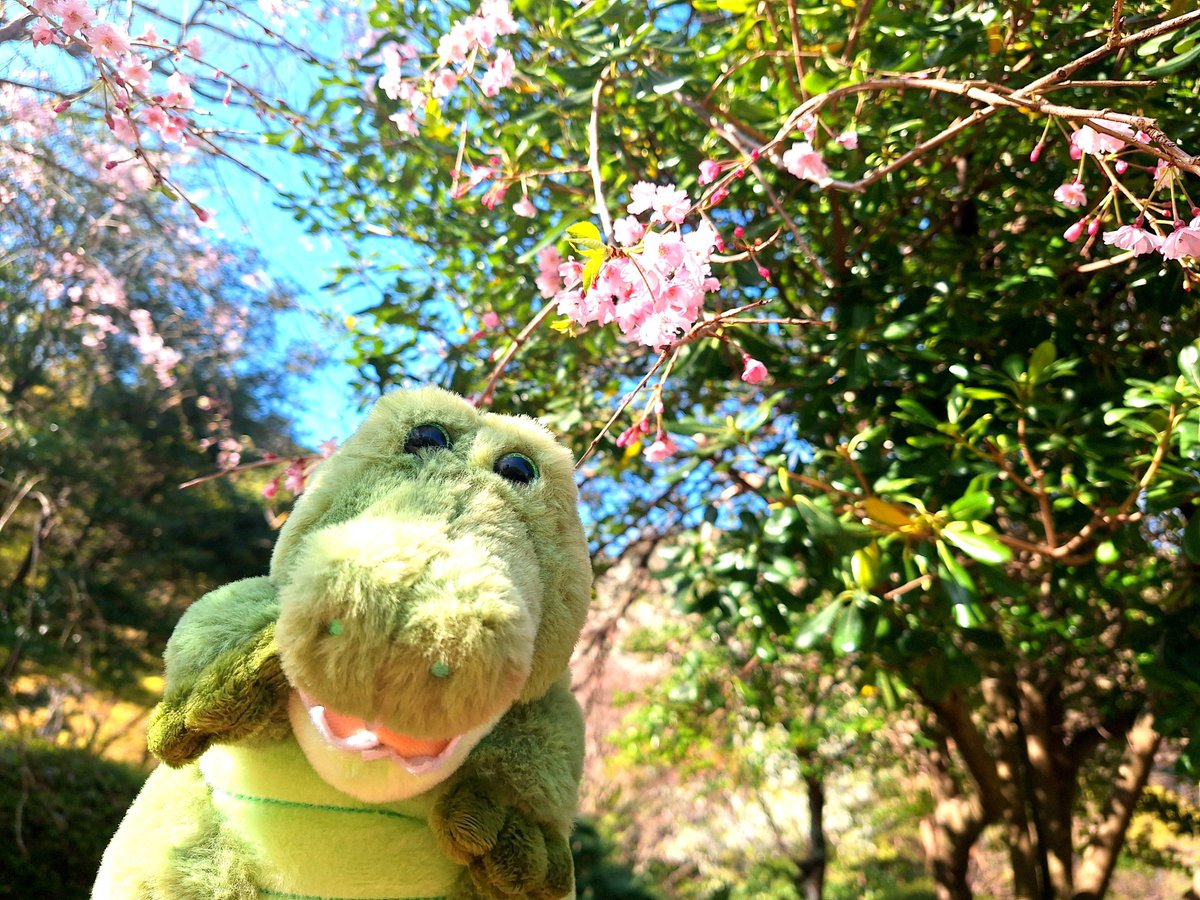 nuichanz_2's tweet photo. おはようございます🐊🌞

ワールーちゃん、ゴジラっぽくて可愛いのですがC賞でお願いします☺️💕💕

ランダムなので、どの子がくるのか楽しみです🥰

ご縁がありますように🤗✨ https://t.co/QHx0gvarQW